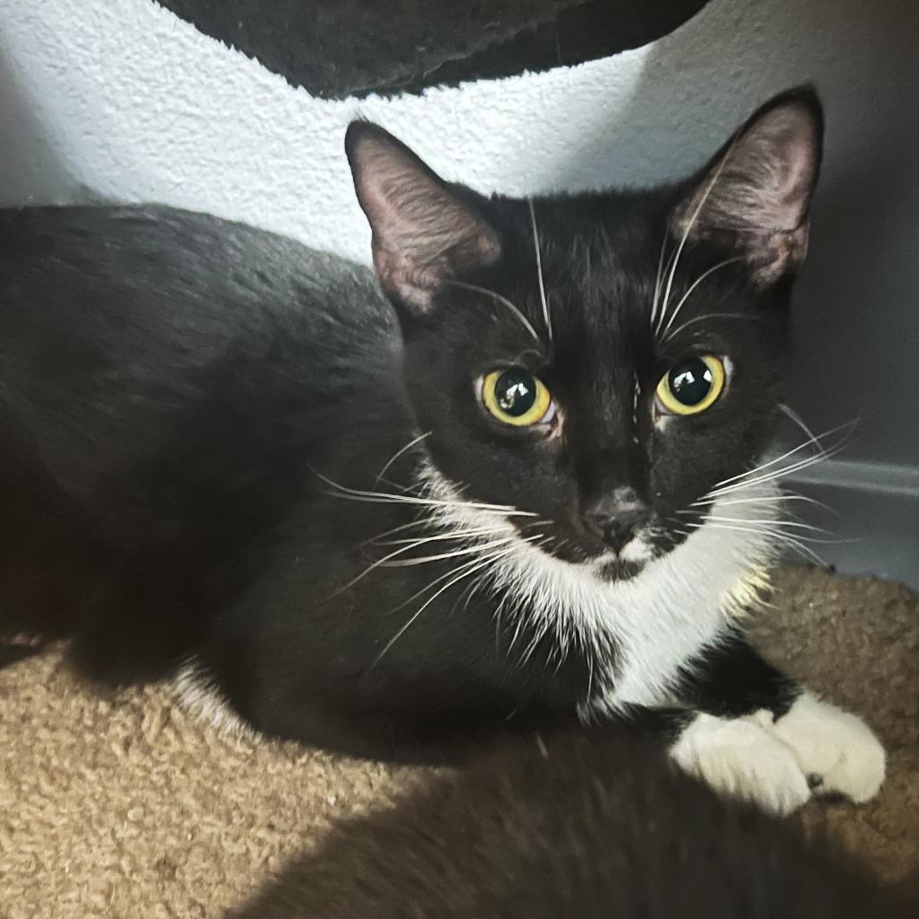 Jupiter, Adoptable, Adult Female Domestic Short Hair.