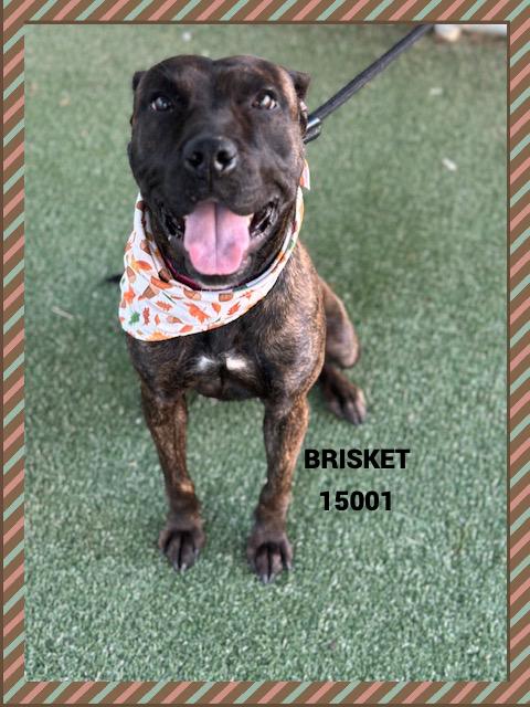BRISKET