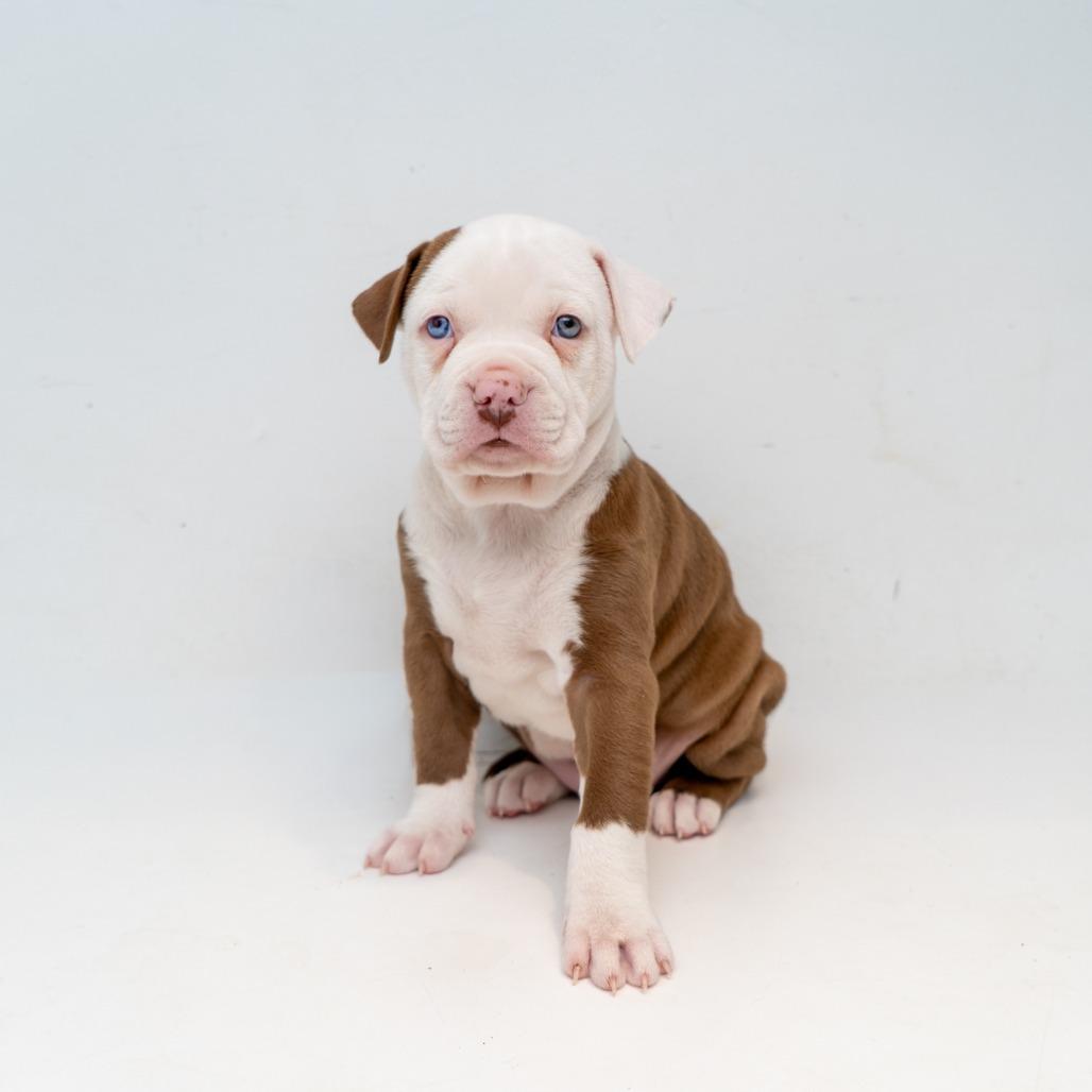 Enlarge Darcy, a Adoptable mixed breed in New York, NY image 1/1
