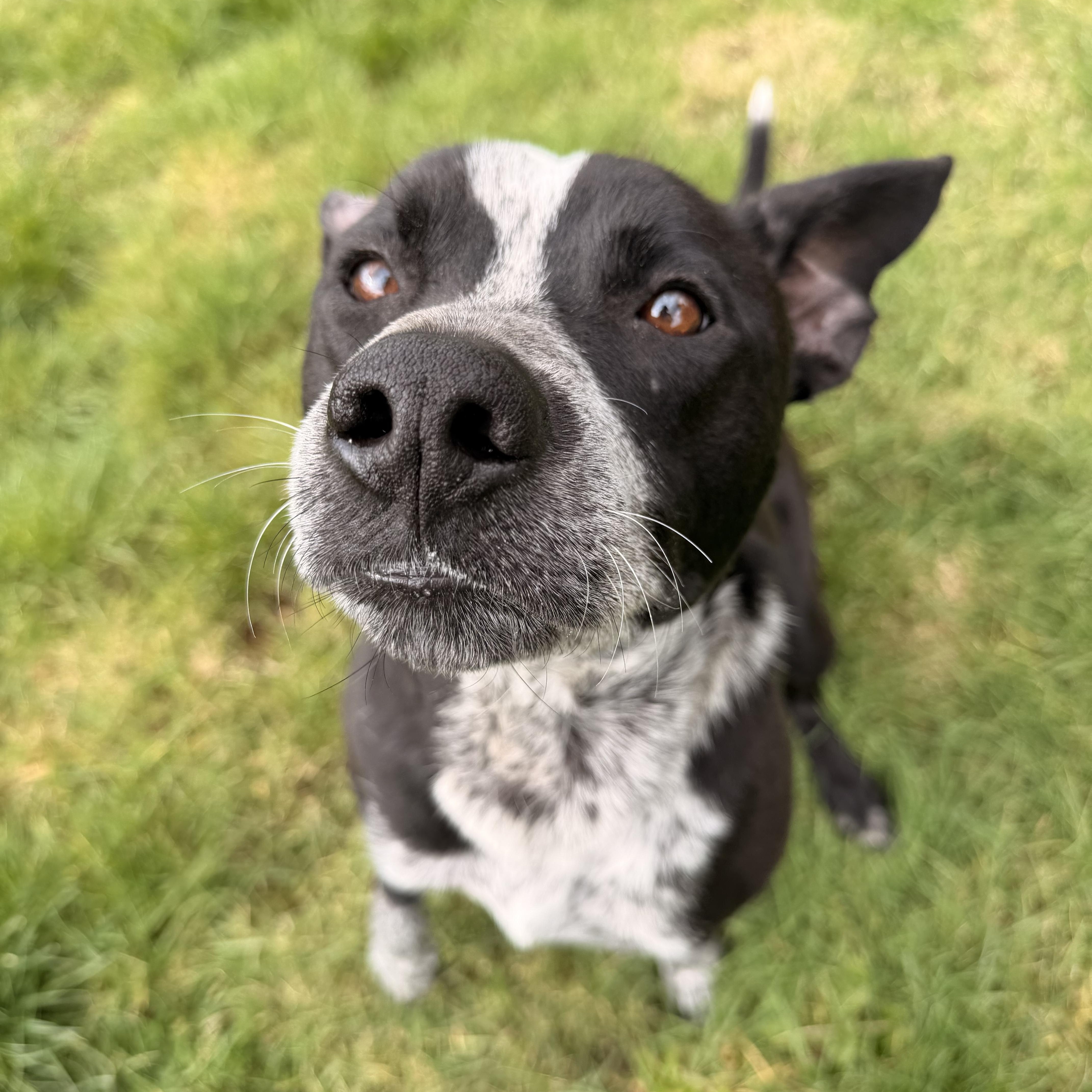 Koda, Adoptable, Young Male Australian Cattle Dog / Blue Heeler.
