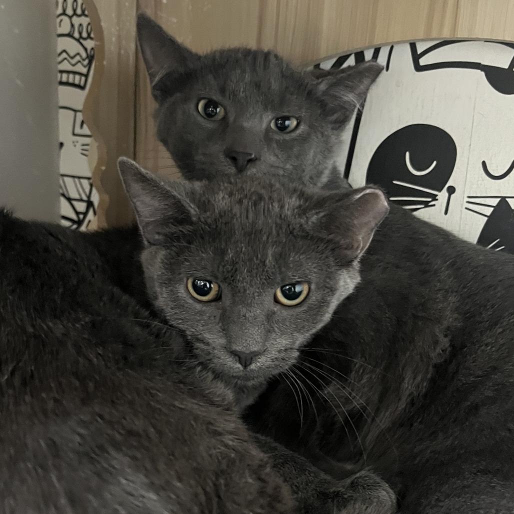 Enlarge Horizon, a Adoptable Domestic Short Hair in Oak Park, IL image 1/2