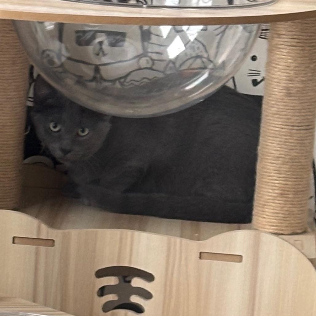 Enlarge Horizon, a Adoptable Domestic Short Hair in Oak Park, IL image 2/2