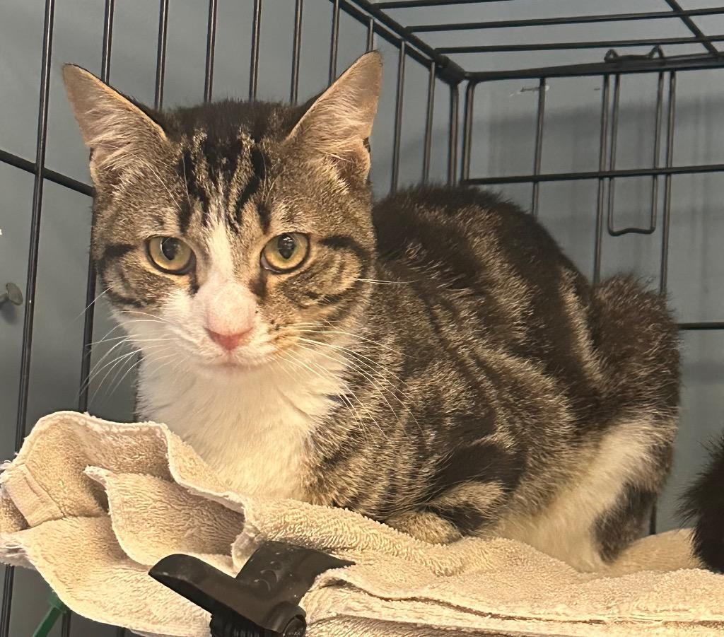 Simba, Adoptable, Adult Male Domestic Short Hair.