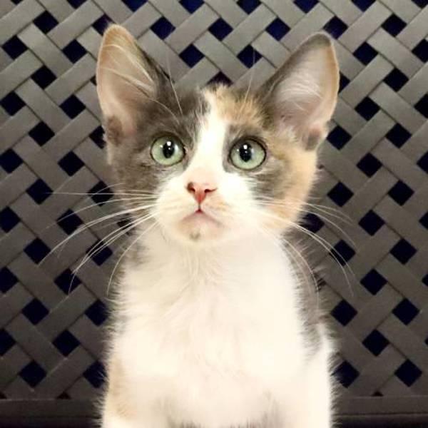 Enlarge Tonya, a Adoptable mixed breed in Midland, TX image 1/1