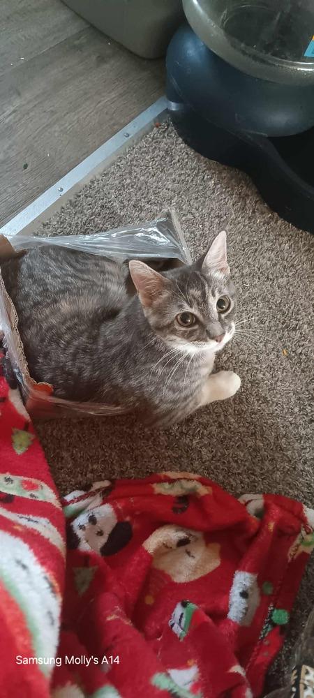 Yiva Bear, Adoptable, Young Female Domestic Short Hair & Domestic Short Hair.