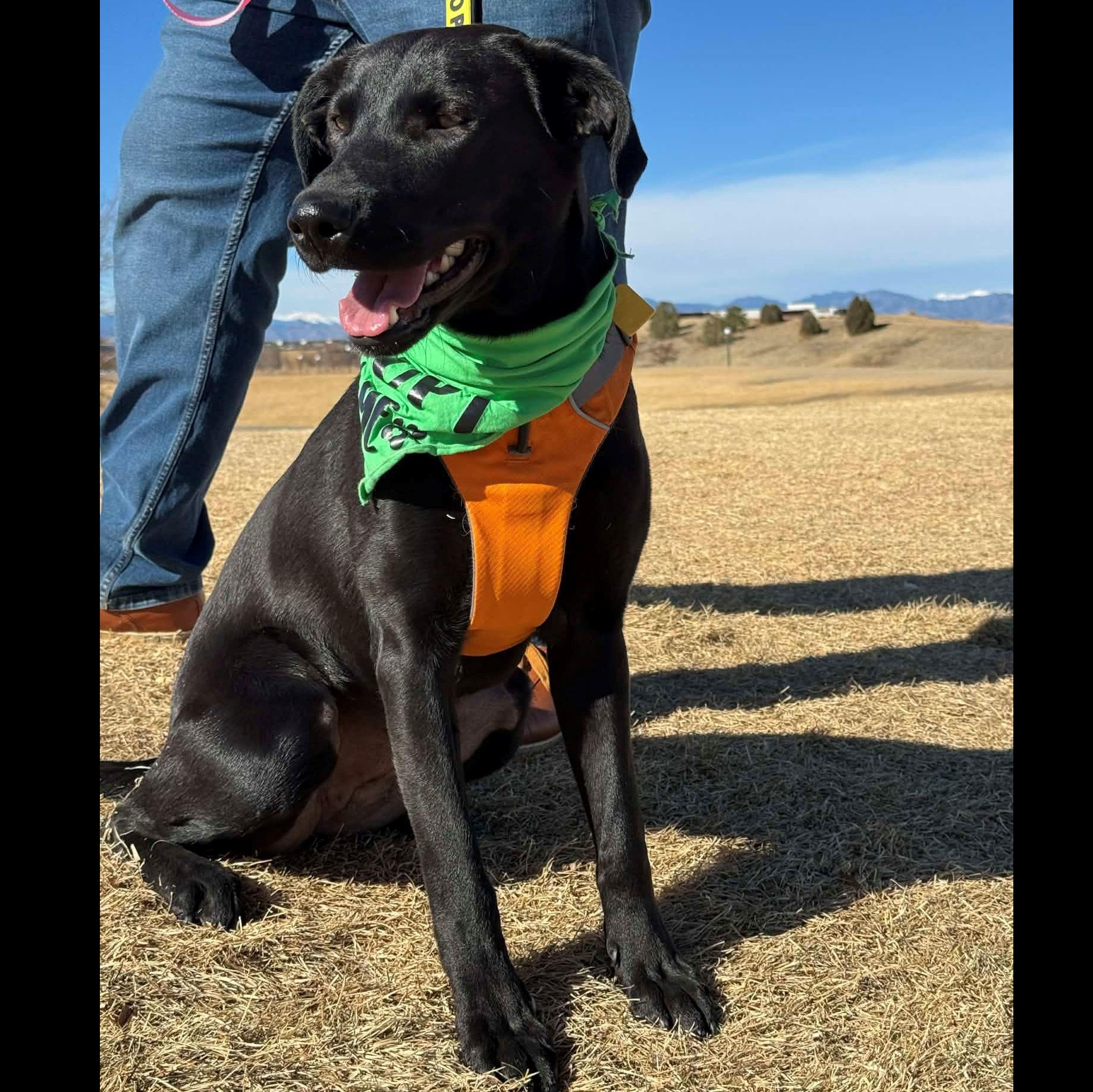 Treacle, ADOPTABLE, Adult Female Black Labrador Retriever.