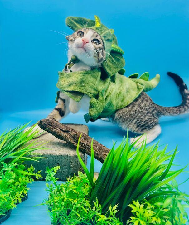 Batcat, Adoptable, Young Male Domestic Short Hair.