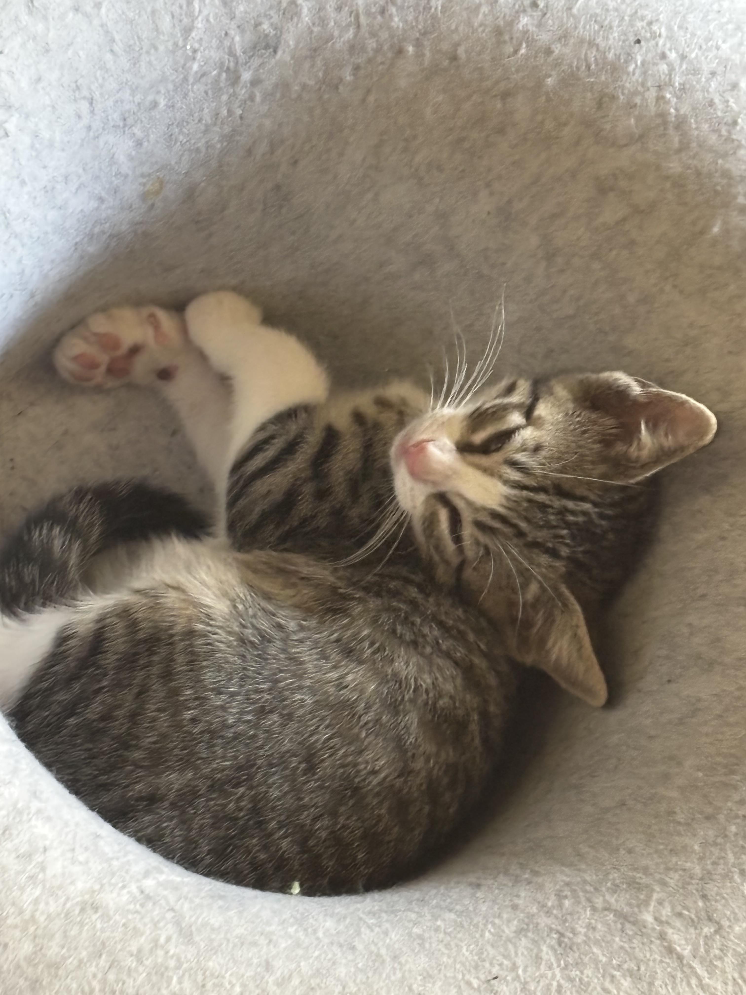 Enlarge Batcat, a Adoptable mixed breed in Tracy, CA image 2/6