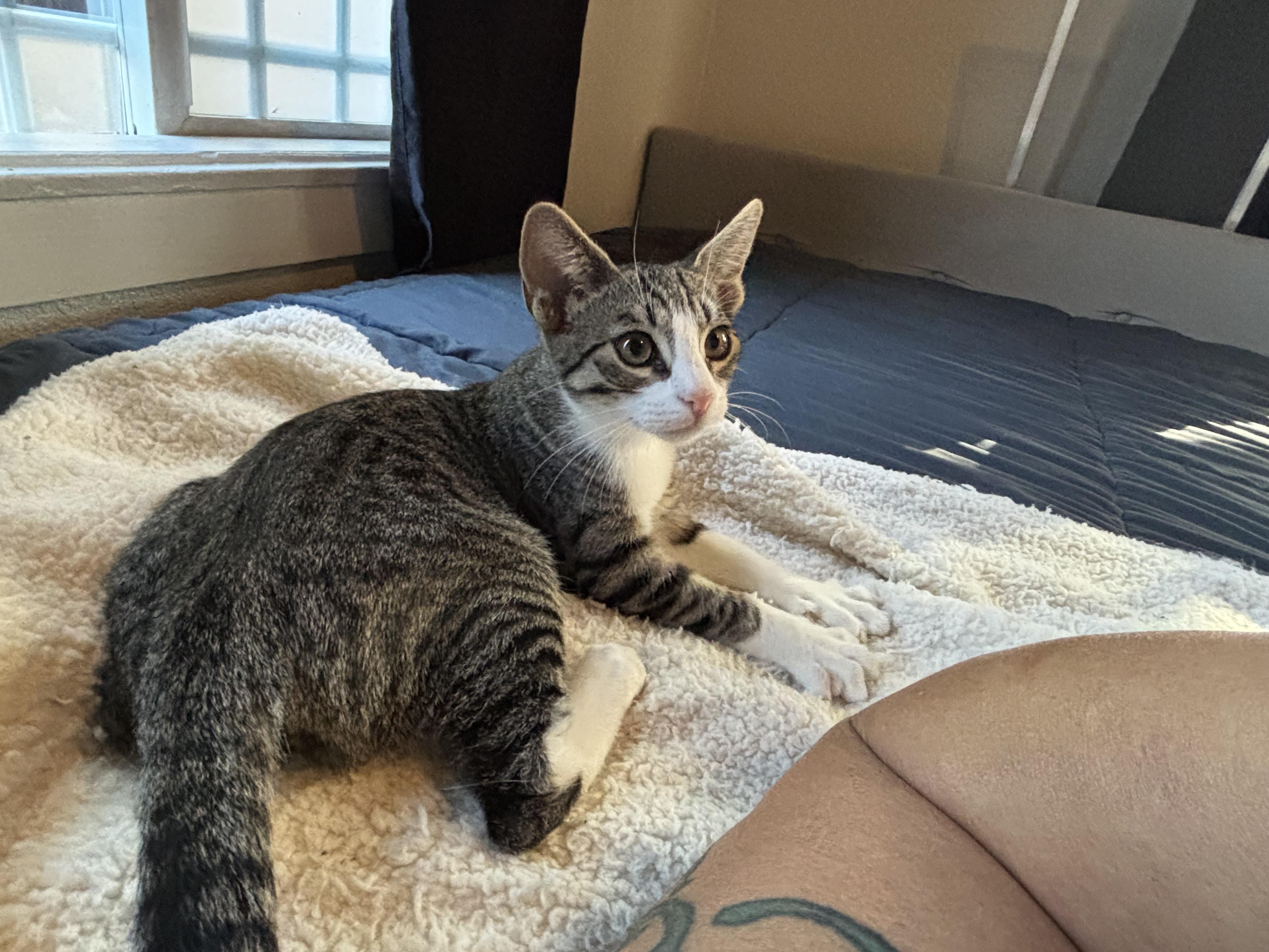 Enlarge Batcat, a Adoptable mixed breed in Tracy, CA image 5/6