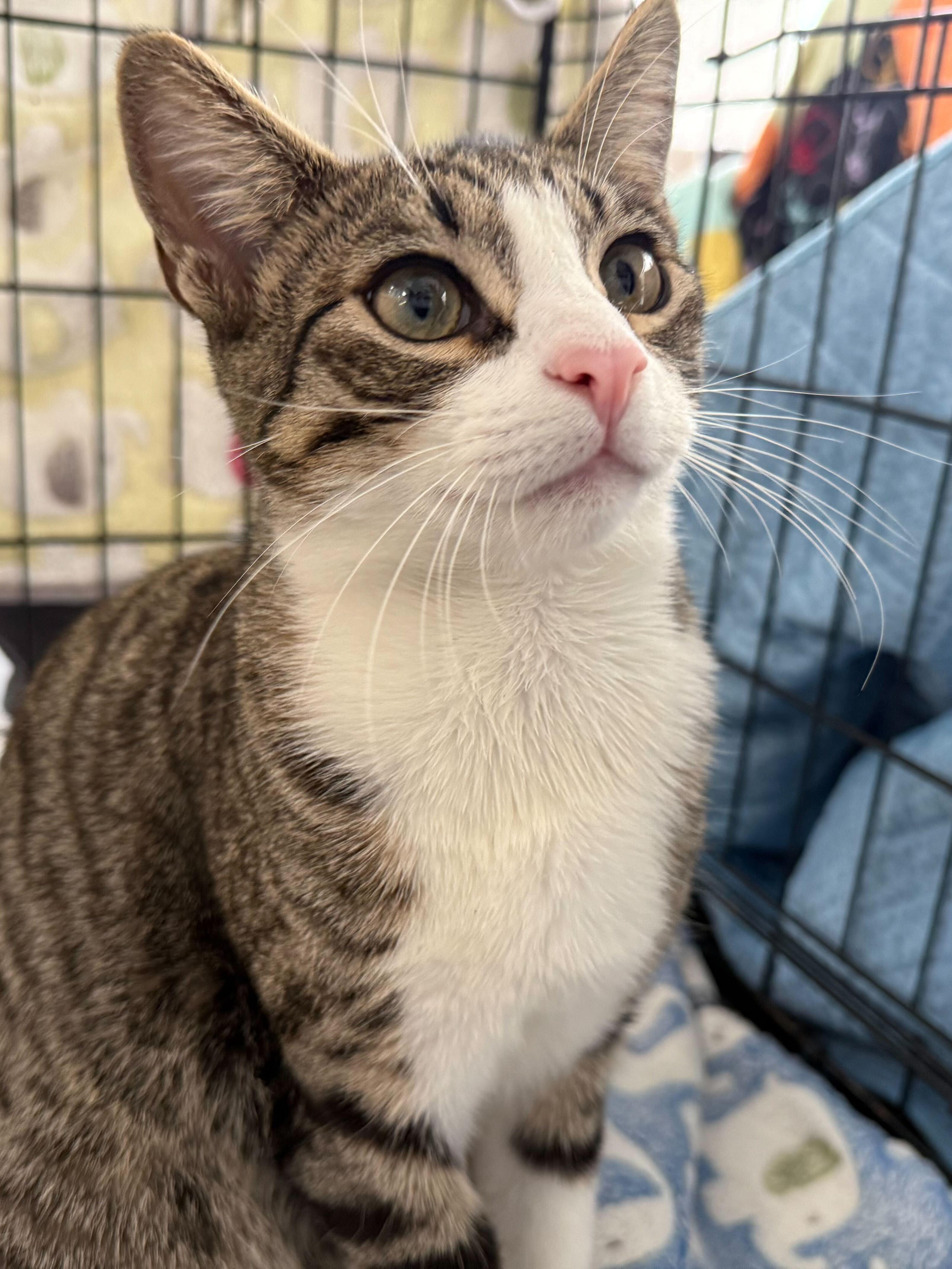 Enlarge Batcat, a Adoptable mixed breed in Tracy, CA image 5/6