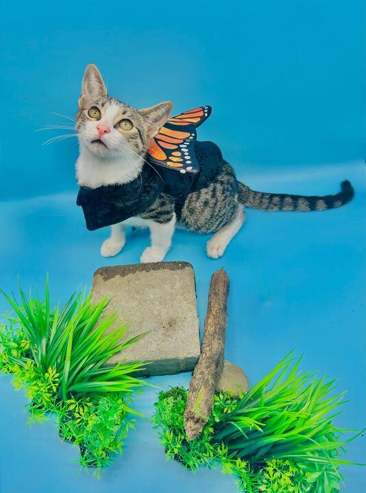 Enlarge Batcat, a Adoptable mixed breed in Tracy, CA image 6/6