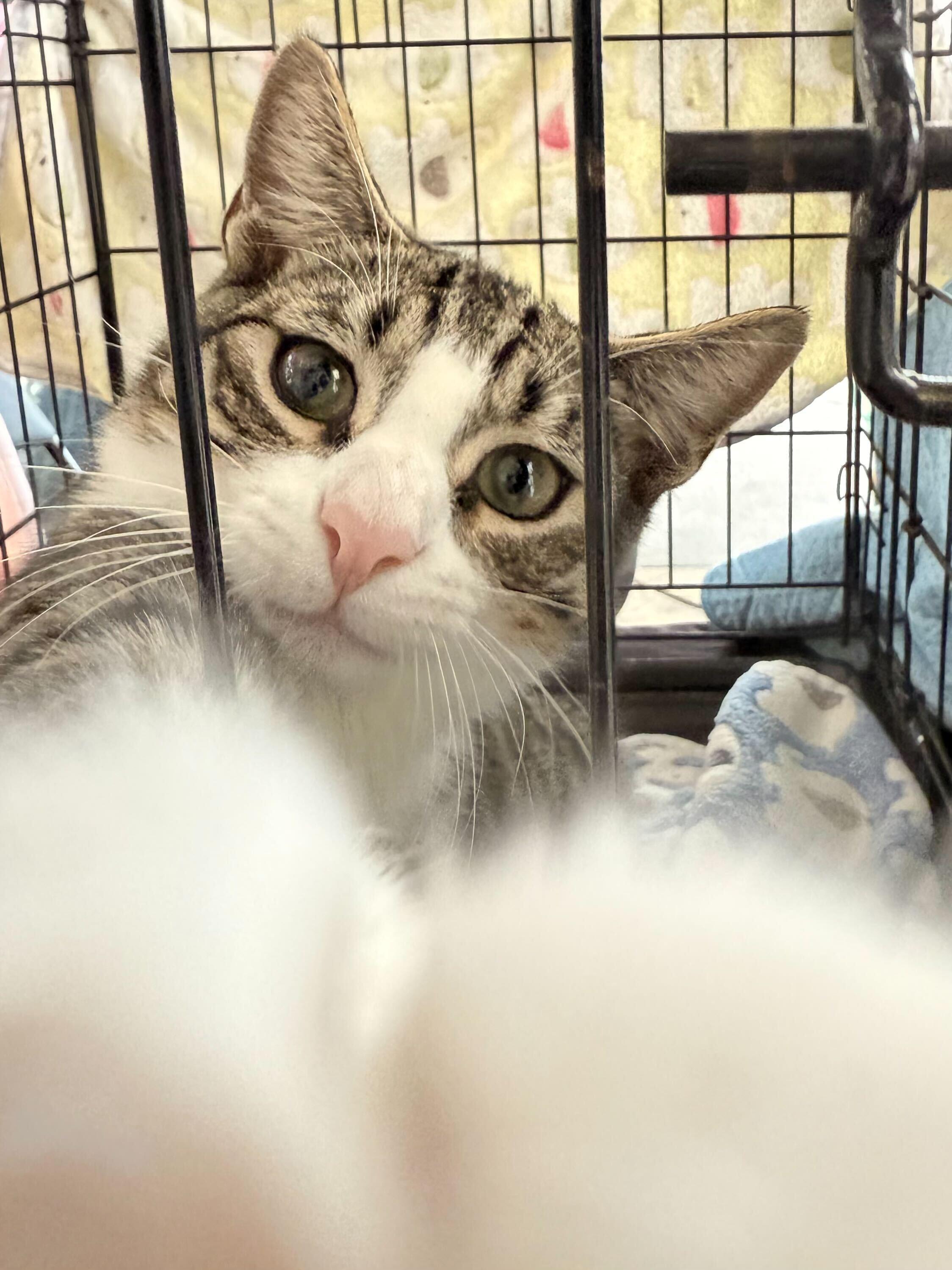 Enlarge Batcat, a Adoptable mixed breed in Tracy, CA image 6/6