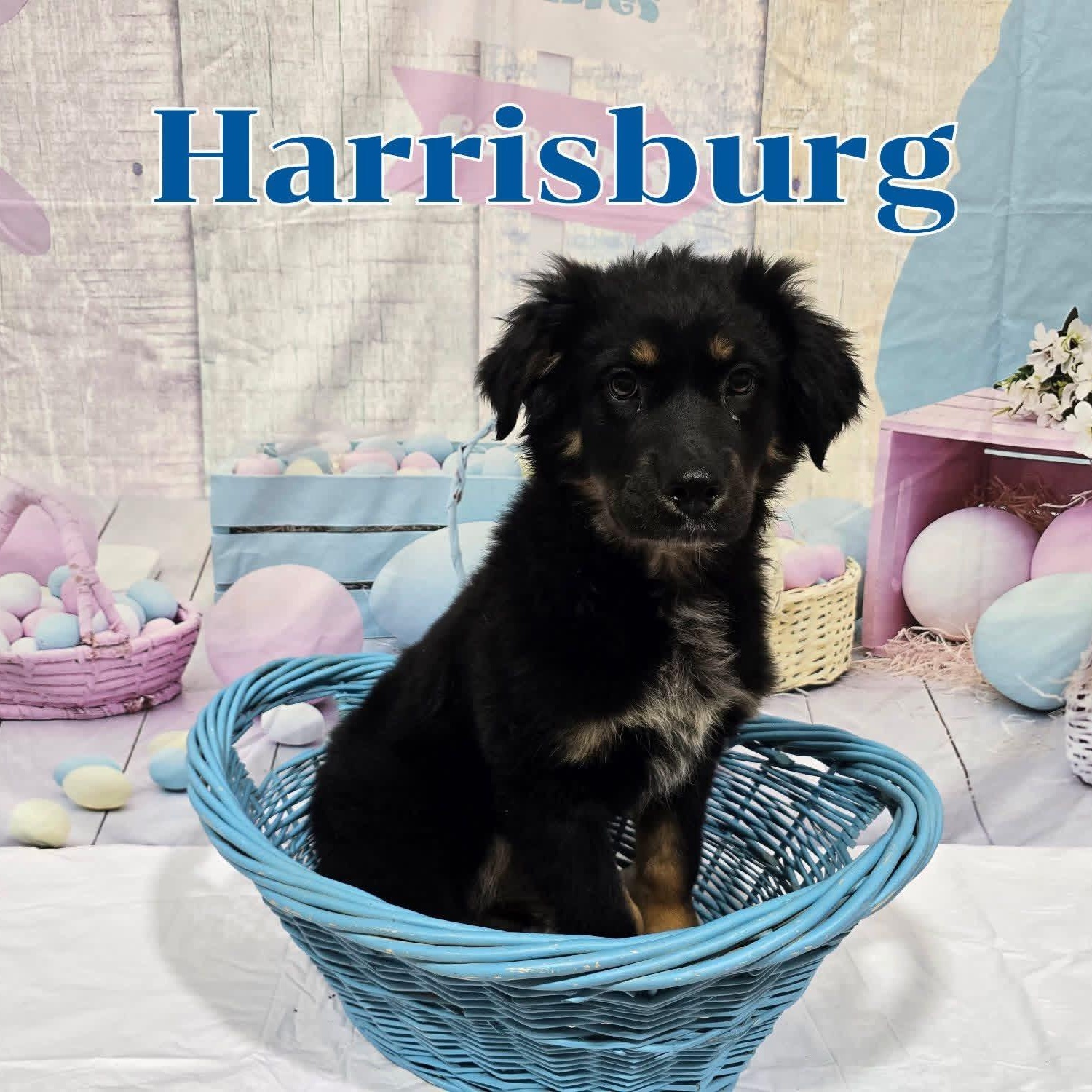 Enlarge Harrisburg, a ADOPTABLE mixed breed in Joliet, IL image 1/1