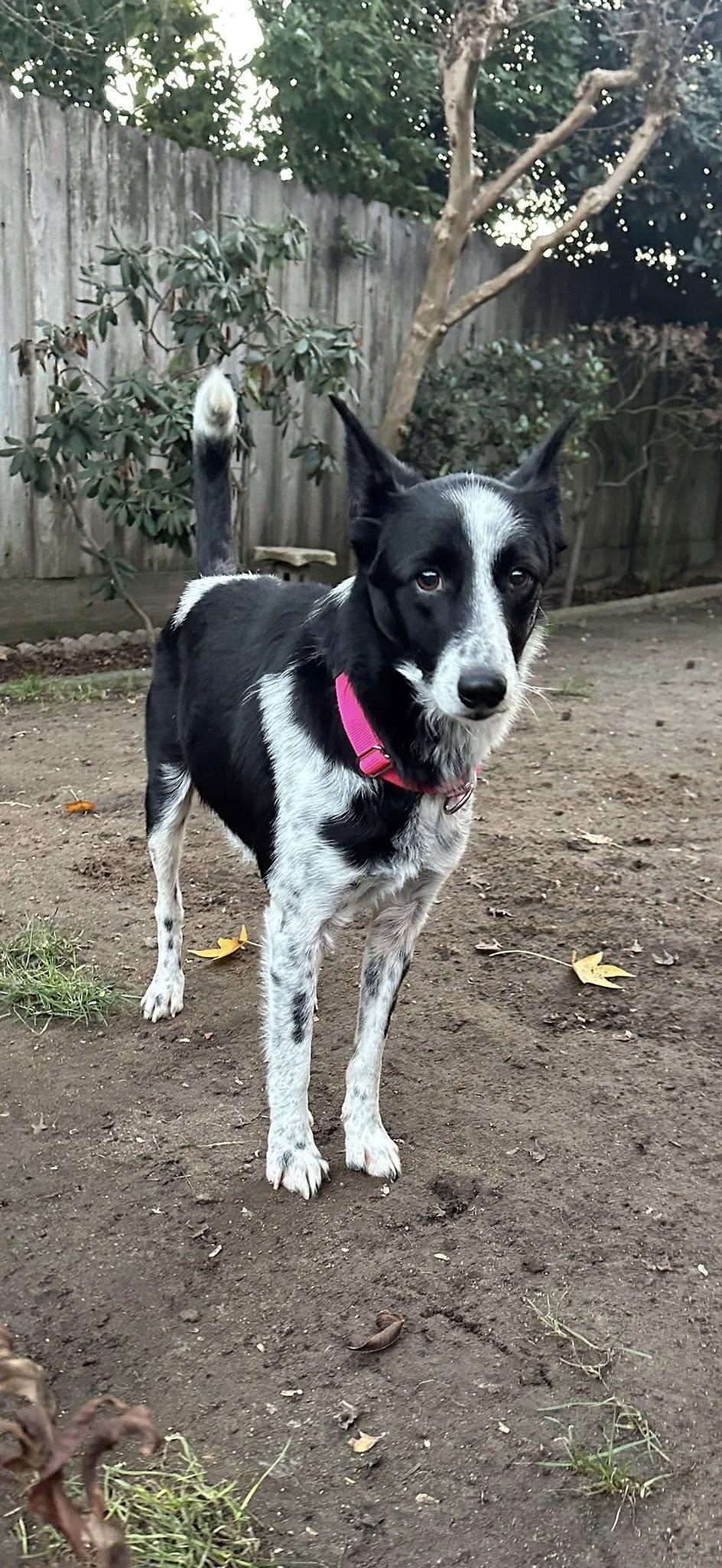 Enlarge Ember, a Adoptable Border Collie in Paso Robles, CA image 1/2