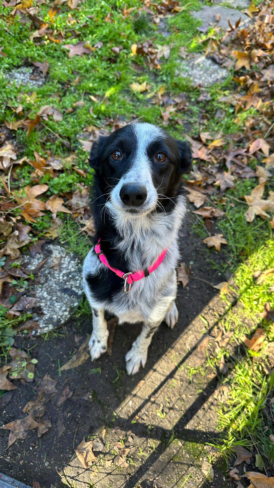 Enlarge Ember, a Adoptable Border Collie in Paso Robles, CA image 2/2