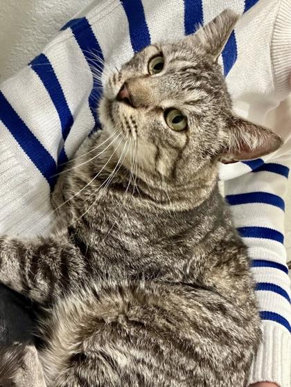 Sonny, Adoptable, Young Male Domestic Short Hair & Domestic Short Hair.