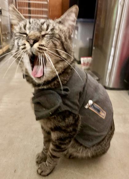 Enlarge Sonny, a Adoptable mixed breed in San Diego, CA image 3/3