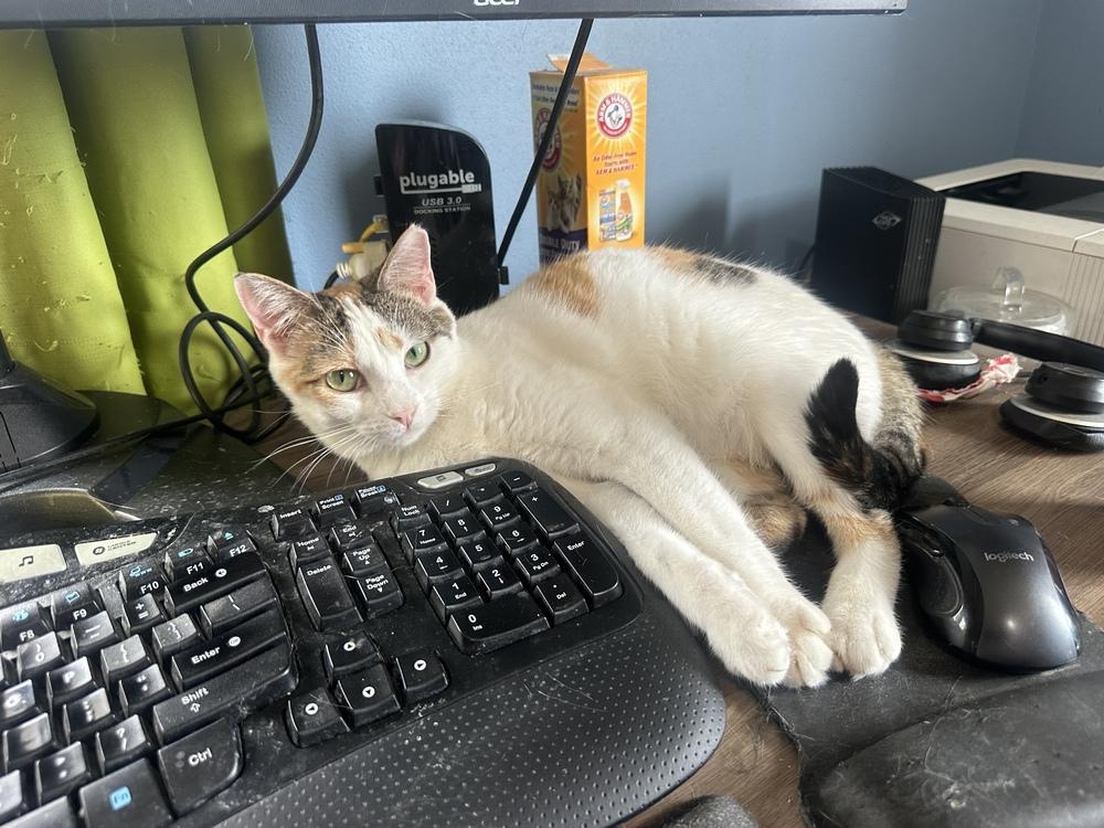 Enlarge Sugar, a Adoptable Domestic Short Hair in Albany, WI image 1/5