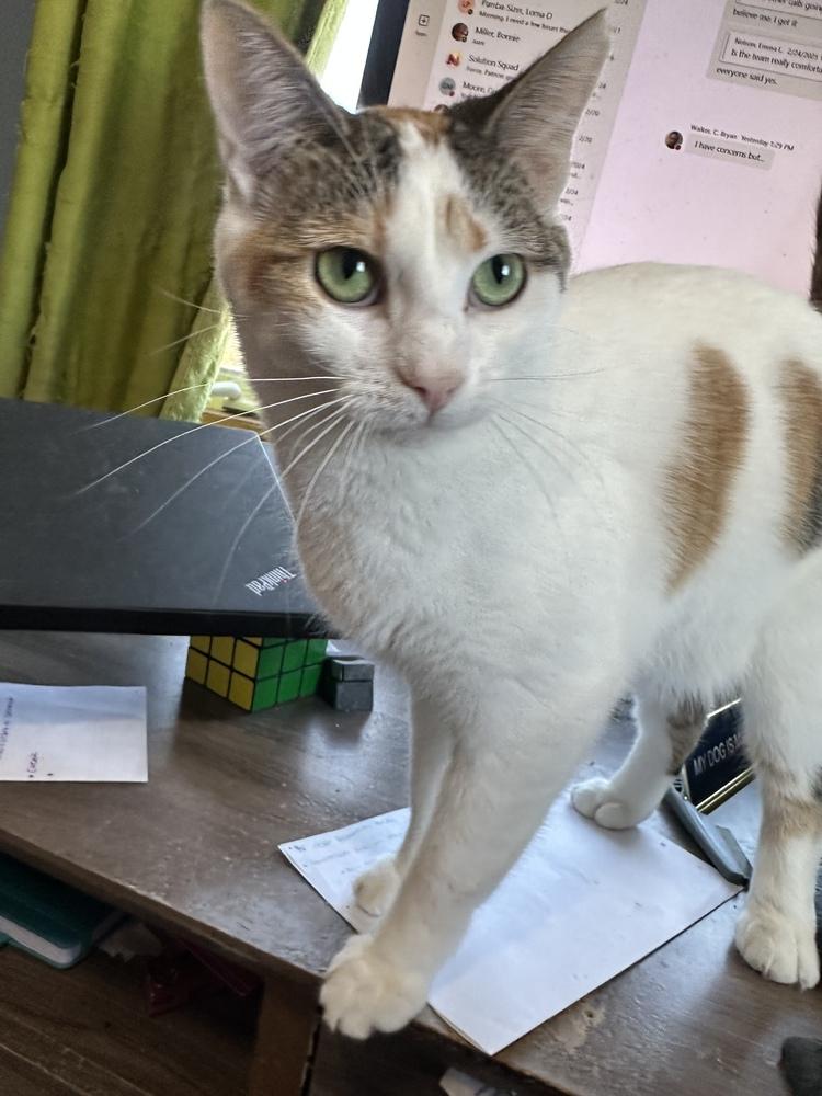Enlarge Sugar, a Adoptable Domestic Short Hair in Albany, WI image 2/5