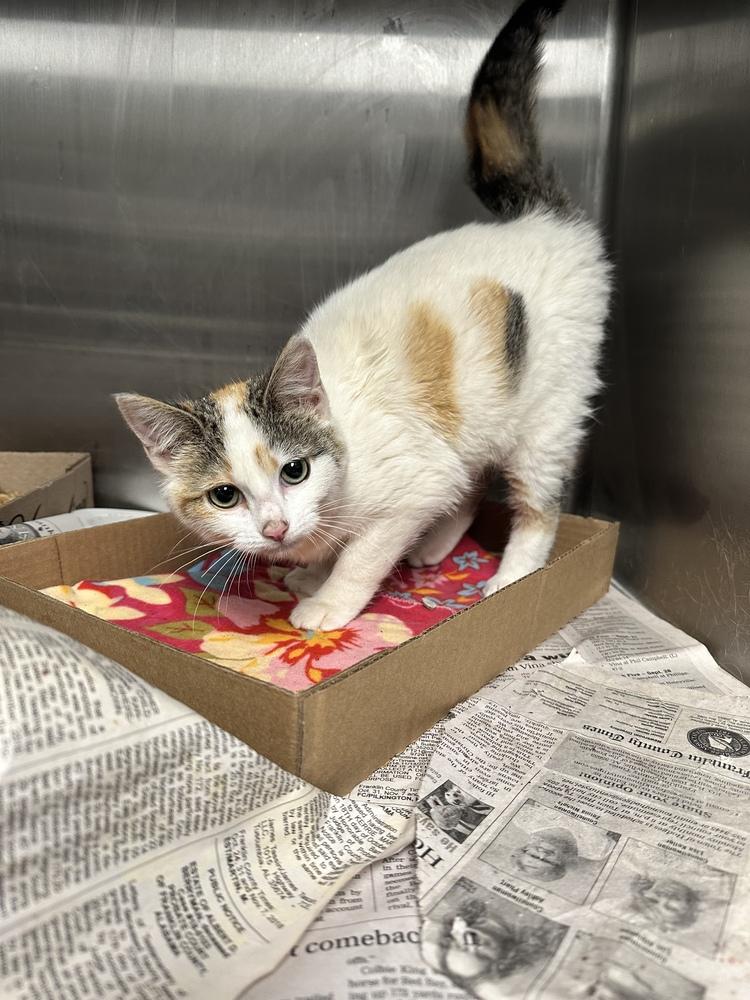 Enlarge Sugar, a Adoptable Domestic Short Hair in Albany, WI image 3/5