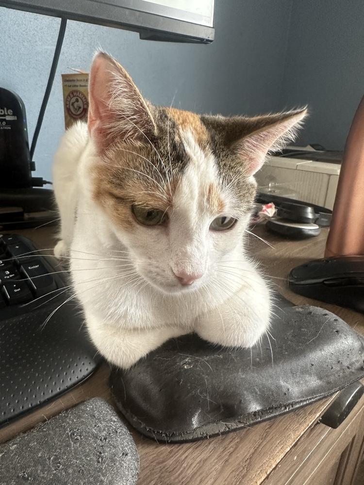 Enlarge Sugar, a Adoptable Domestic Short Hair in Albany, WI image 4/5