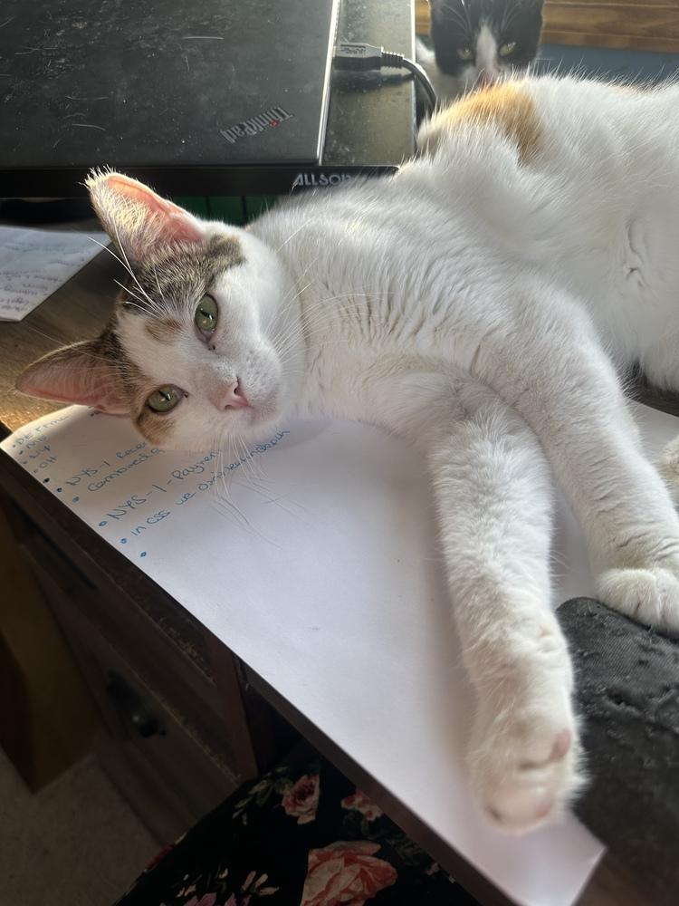 Enlarge Sugar, a Adoptable Domestic Short Hair in Albany, WI image 5/5