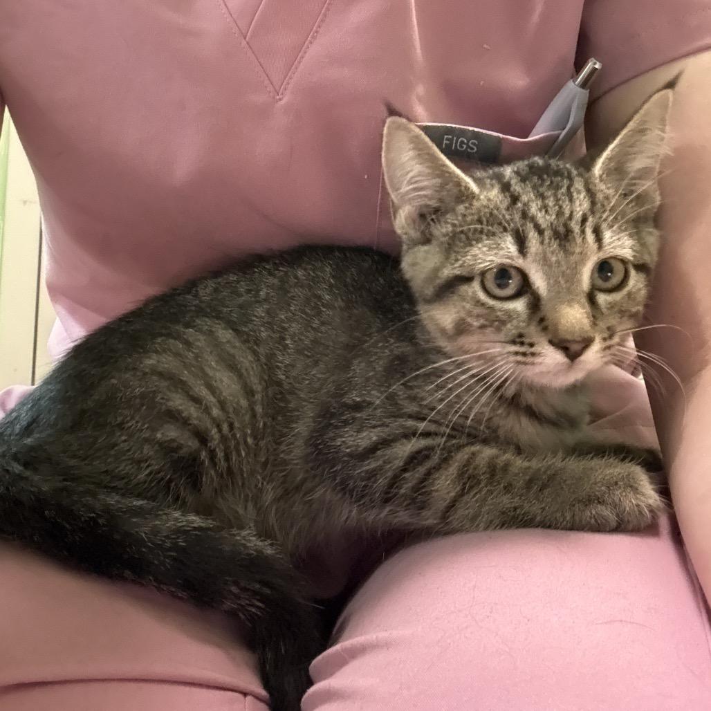 Enlarge Mars, a Adoptable Domestic Short Hair in Council Bluffs, IA image 1/1