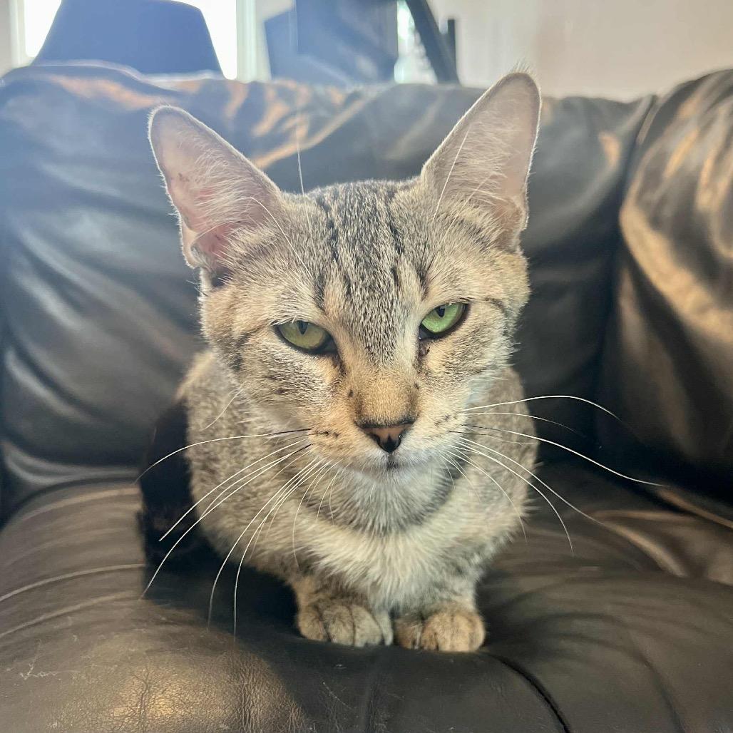 Enlarge Biscuit, a Adoptable Domestic Short Hair in Ponte Vedra Beach, FL image 1/4