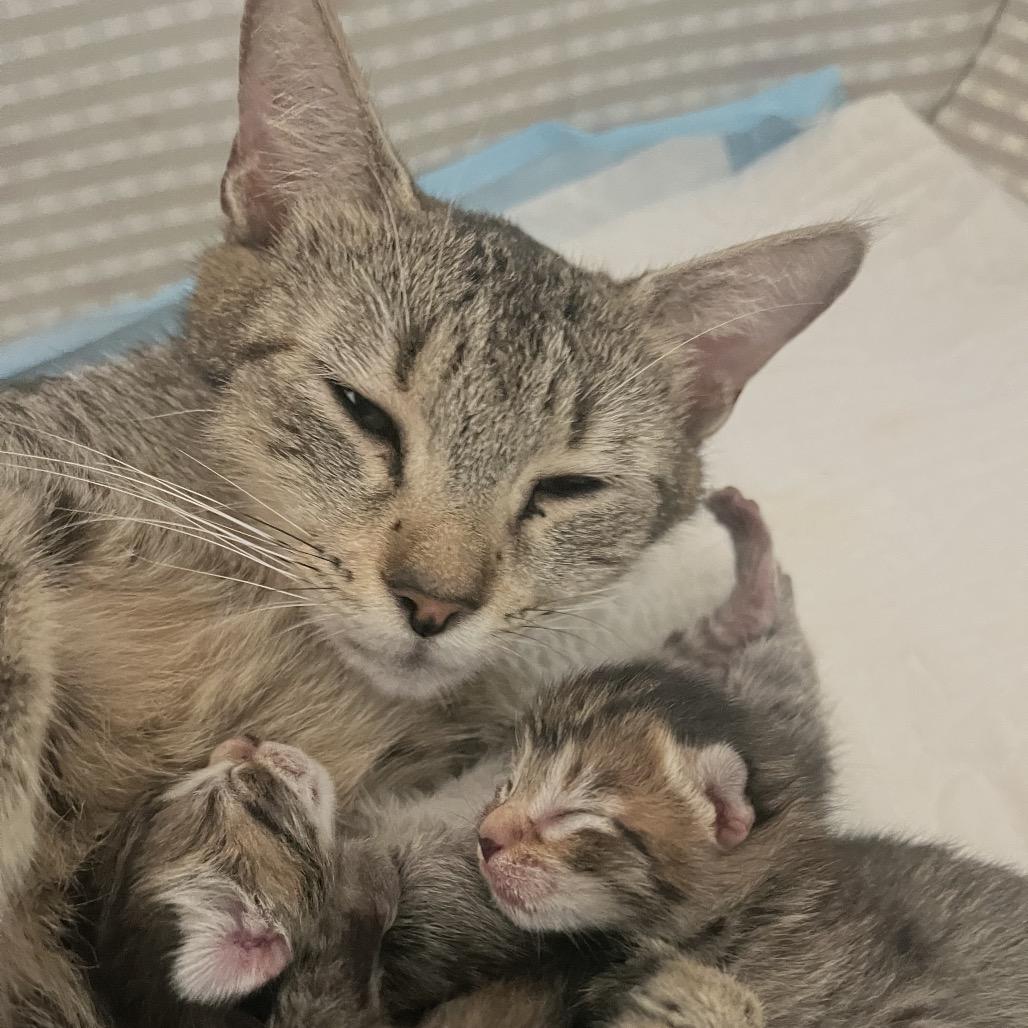 Enlarge Biscuit, a Adoptable Domestic Short Hair in Ponte Vedra Beach, FL image 2/4