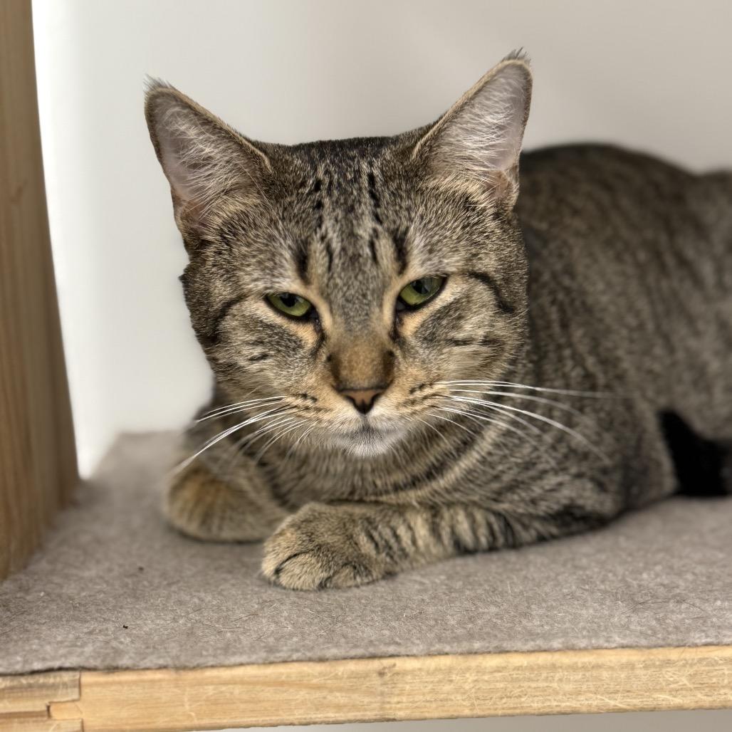 Enlarge Biscuit, a Adoptable Domestic Short Hair in Ponte Vedra Beach, FL image 4/4