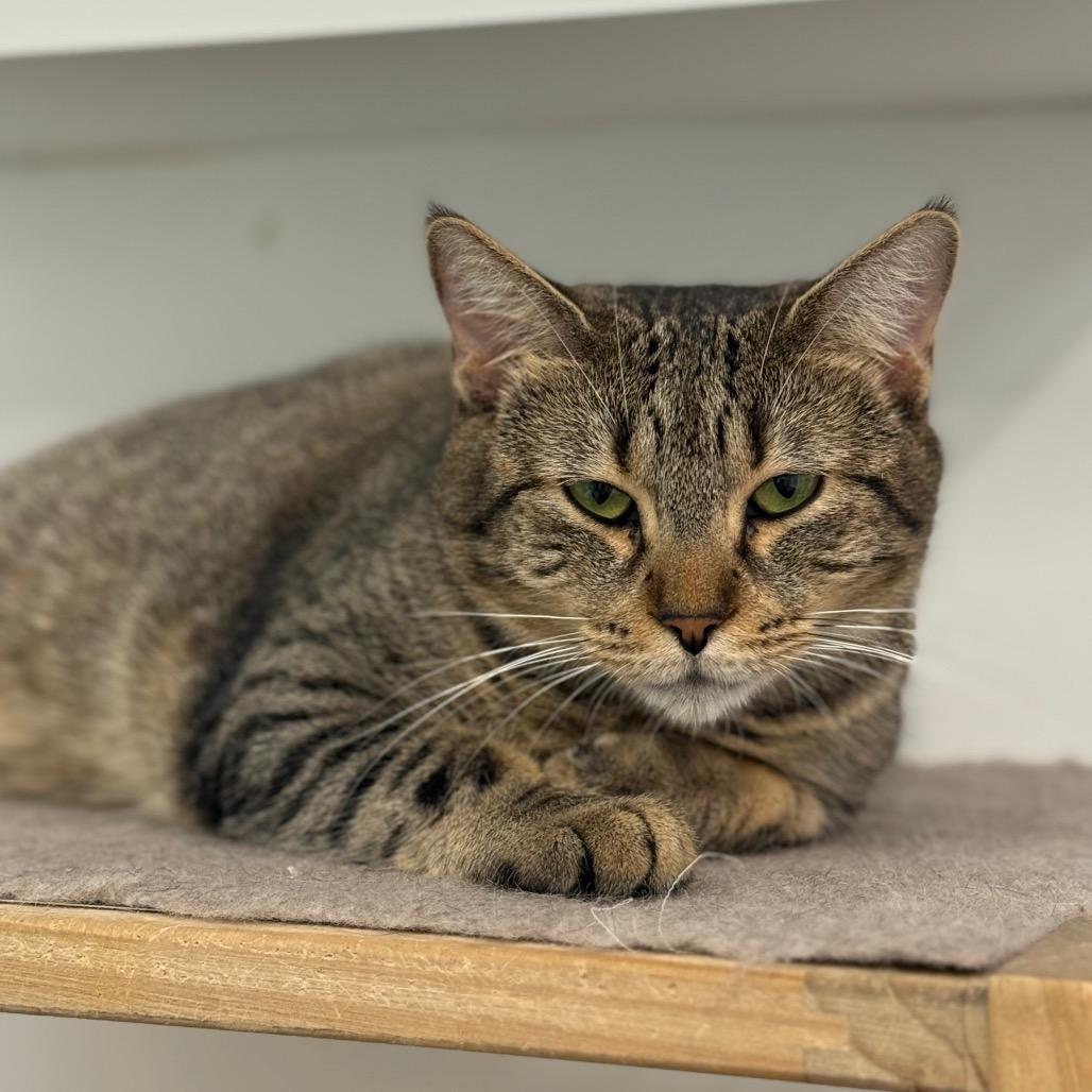 Enlarge Biscuit, a Adoptable Domestic Short Hair in Ponte Vedra Beach, FL image 4/4