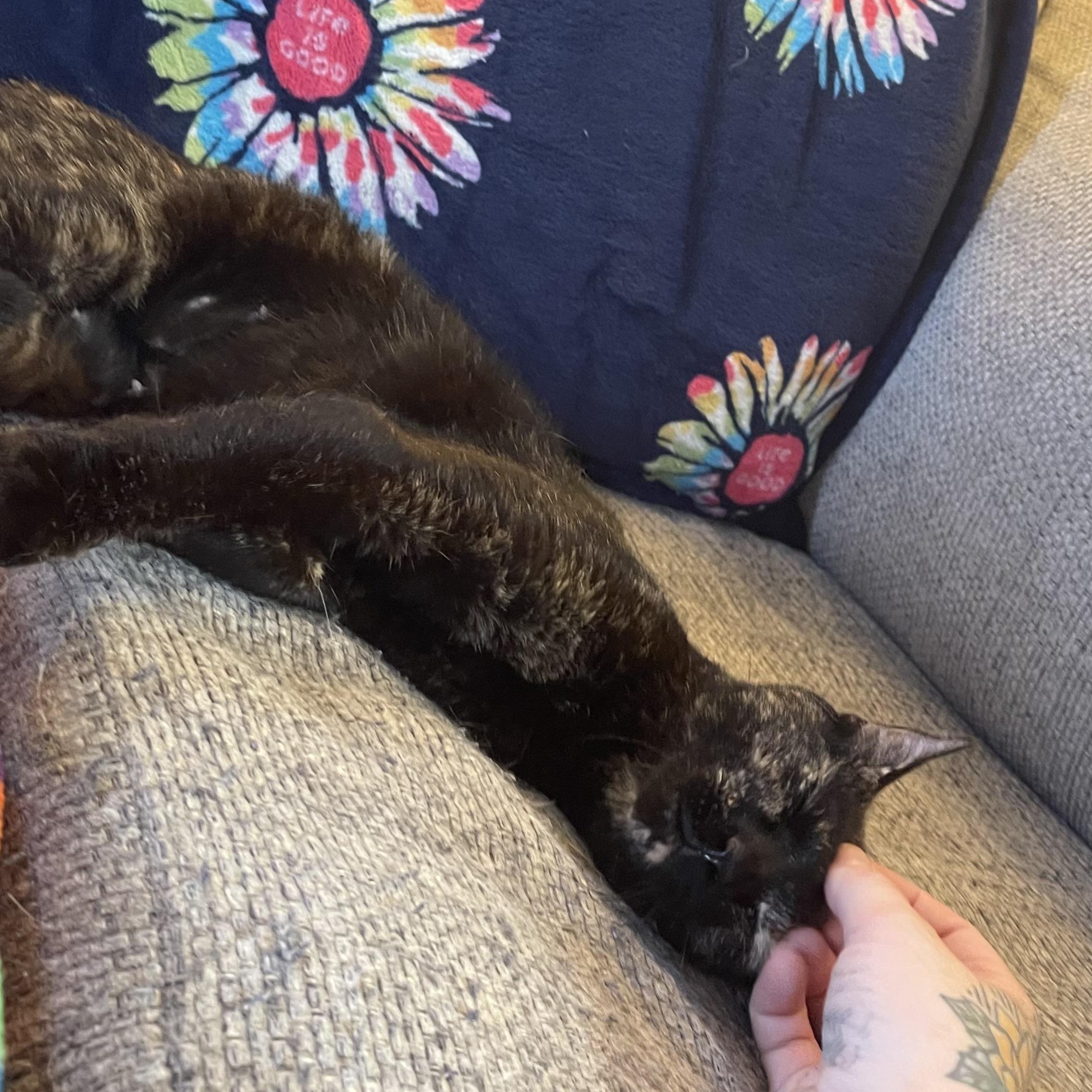 Enlarge Betsy Krabs, a Adoptable Domestic Short Hair in Scranton, PA image 4/6