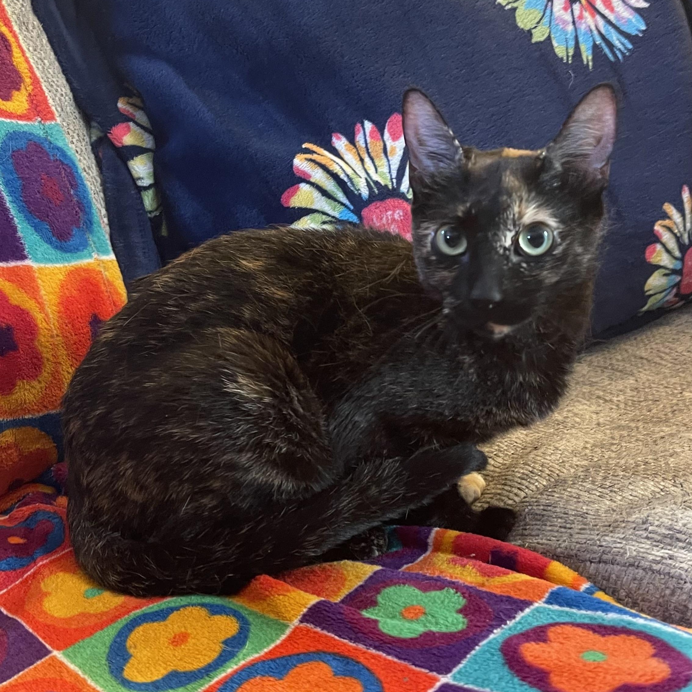 Enlarge Betsy Krabs, a Adoptable Domestic Short Hair in Scranton, PA image 3/6