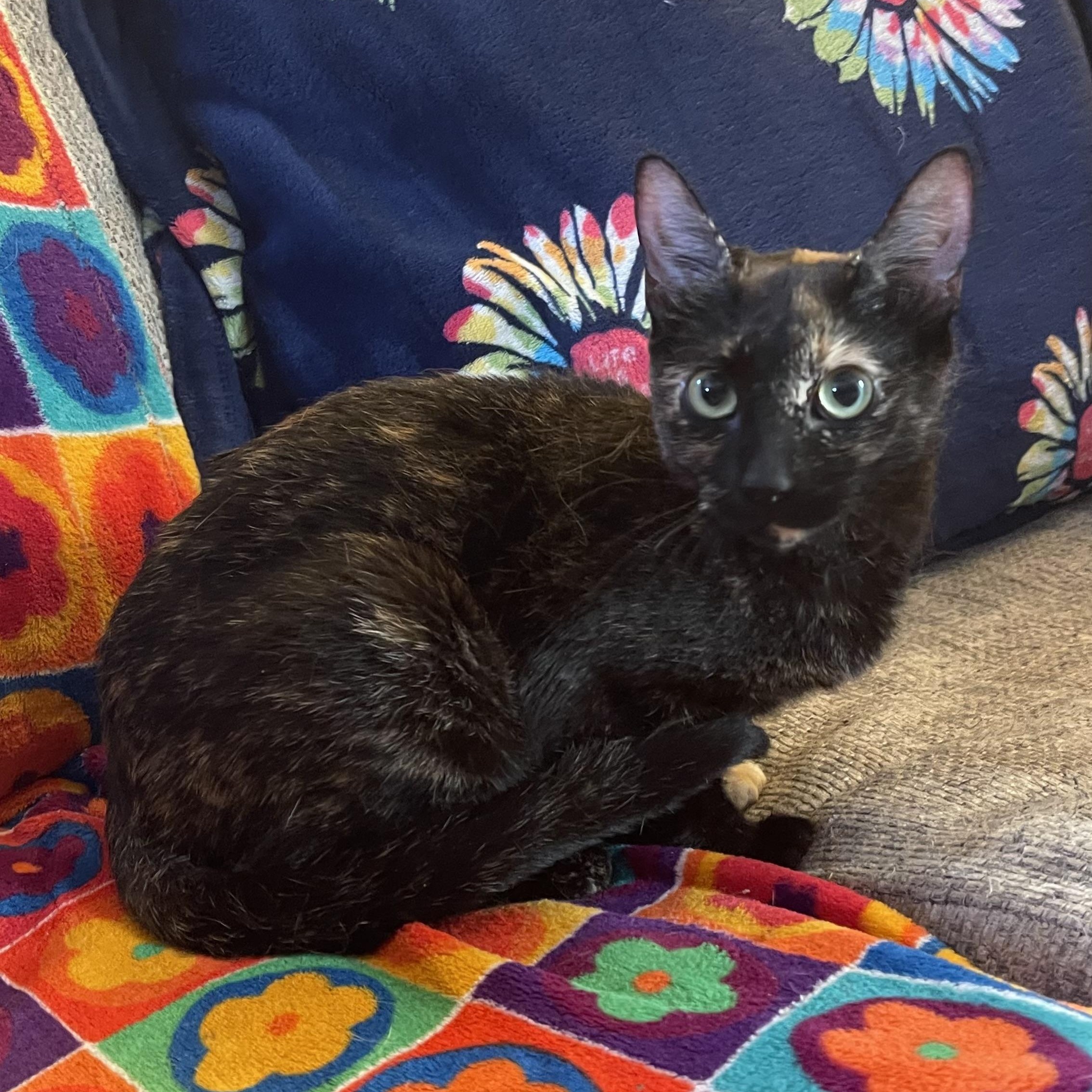 Enlarge Betsy Krabs, a Adoptable Domestic Short Hair in Scranton, PA image 5/6