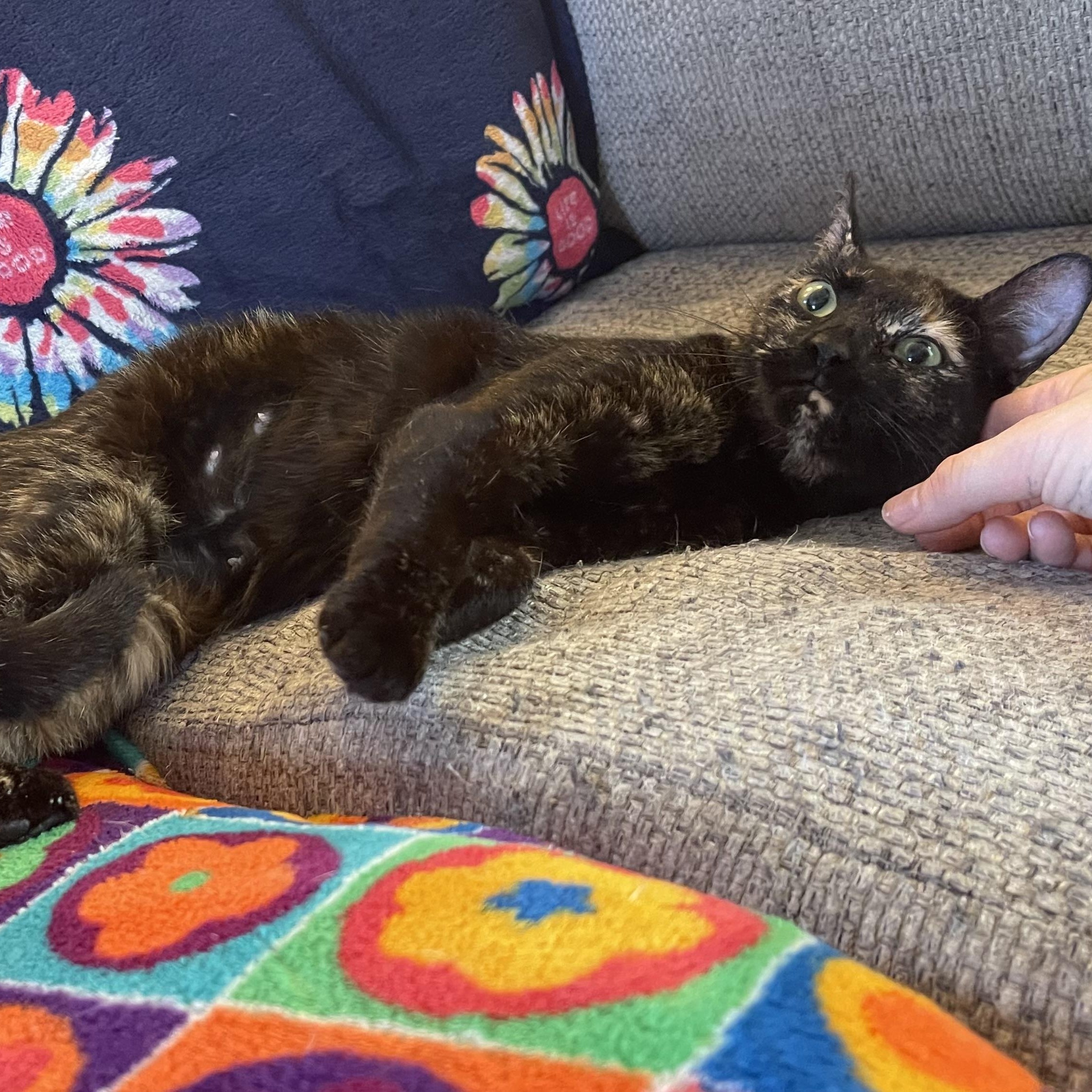 Enlarge Betsy Krabs, a Adoptable Domestic Short Hair in Scranton, PA image 2/6