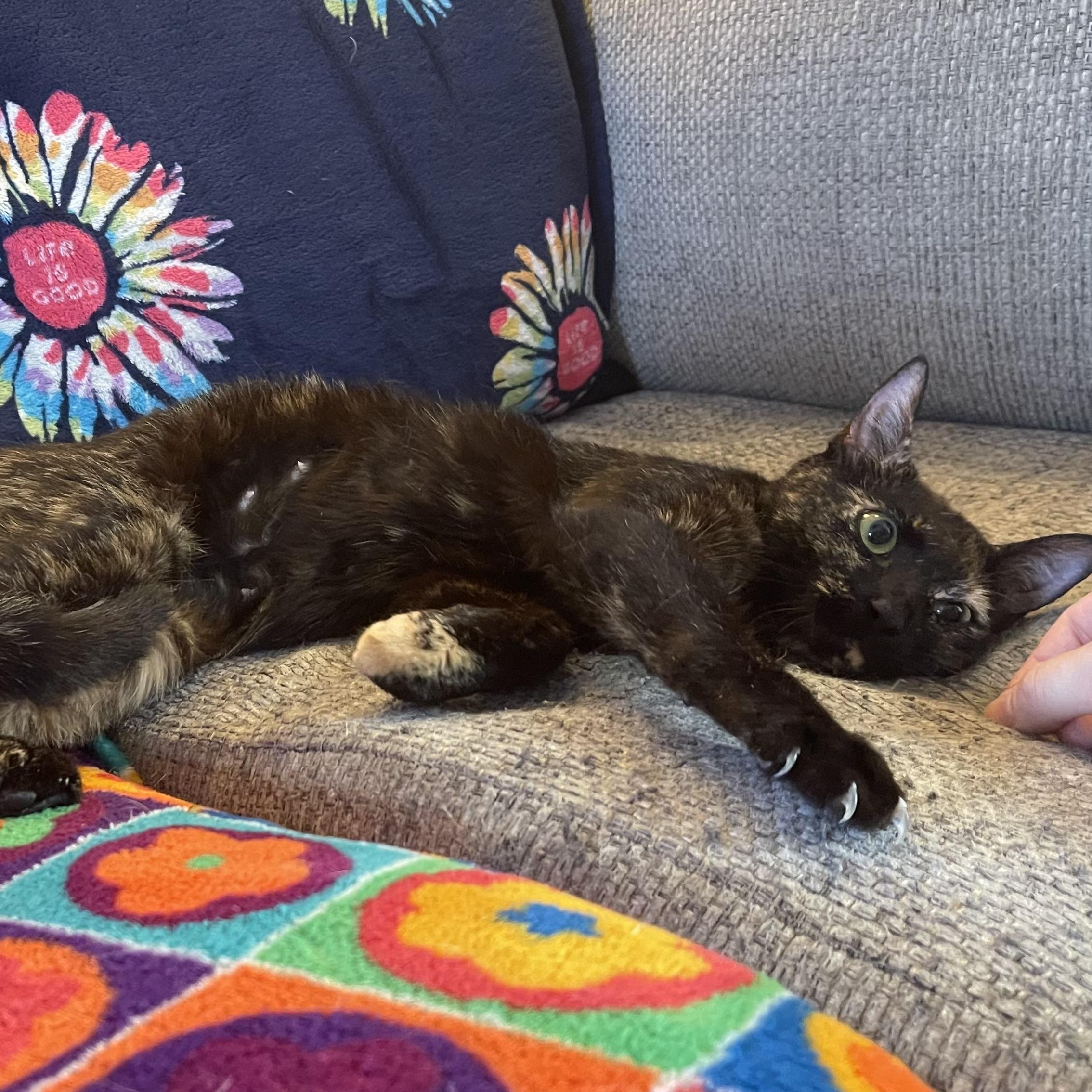 Enlarge Betsy Krabs, a Adoptable Domestic Short Hair in Scranton, PA image 6/6