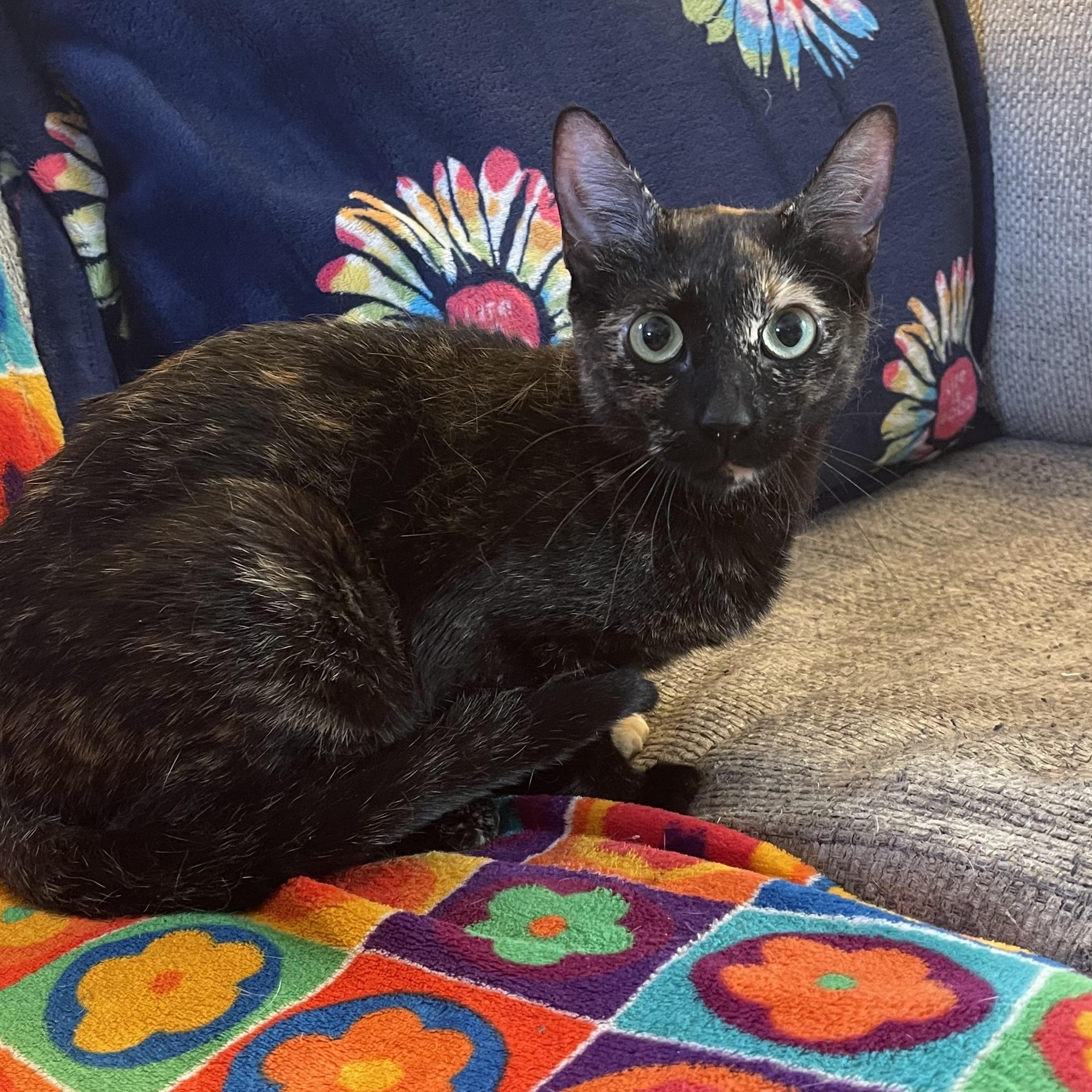 Betsy Krabs, Adoptable, Young Female Domestic Short Hair.