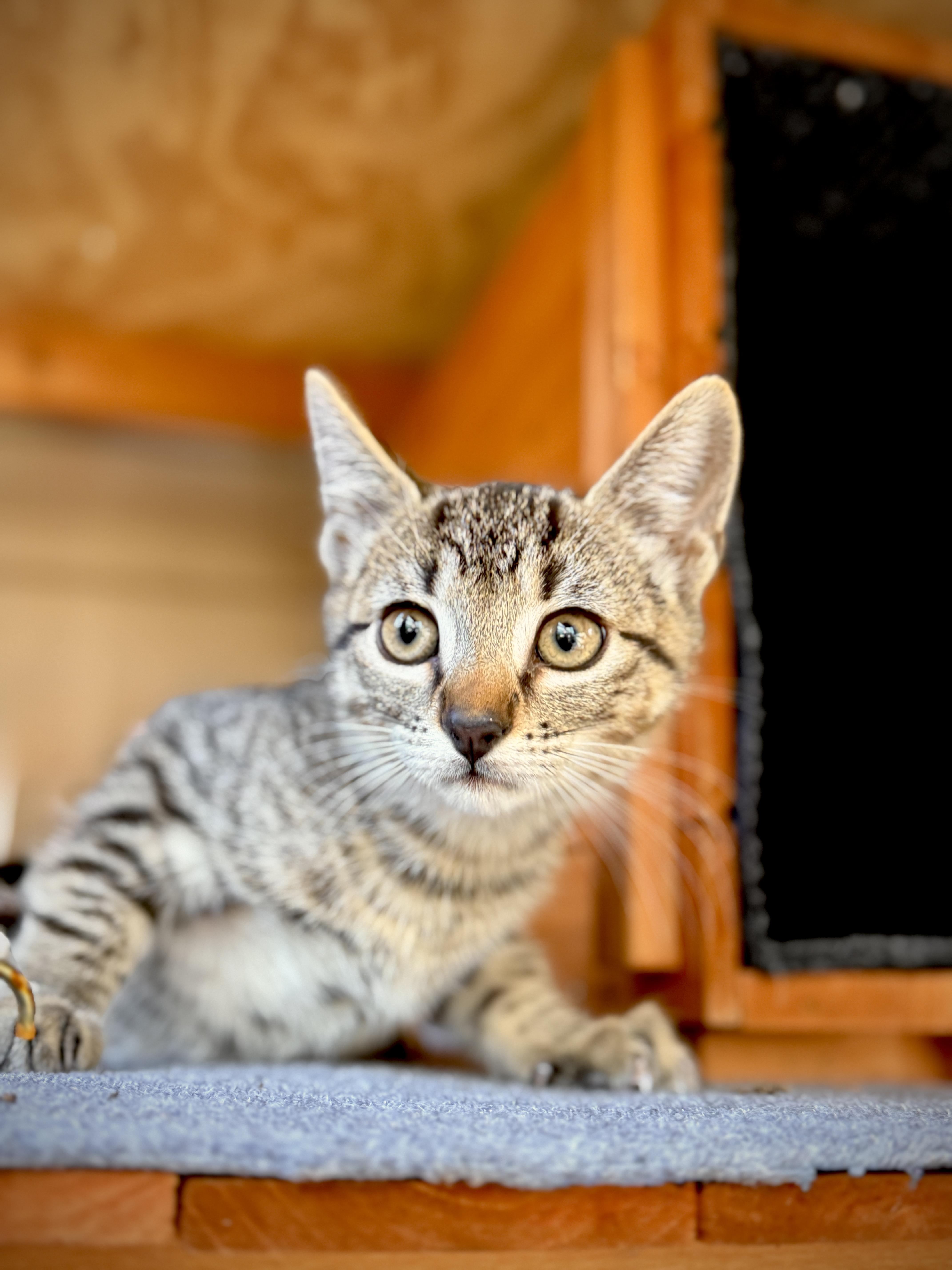 Romeo, ADOPTABLE, Kitten Male Tabby.