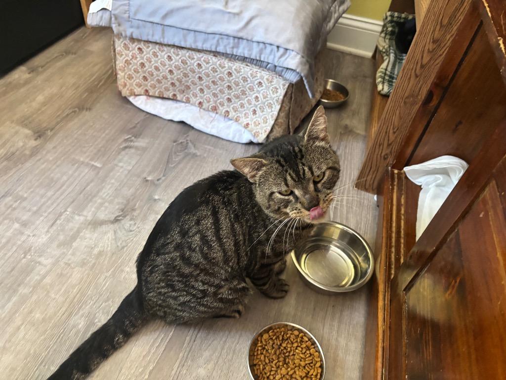 Jackson, Adoptable, Young Male Domestic Short Hair.
