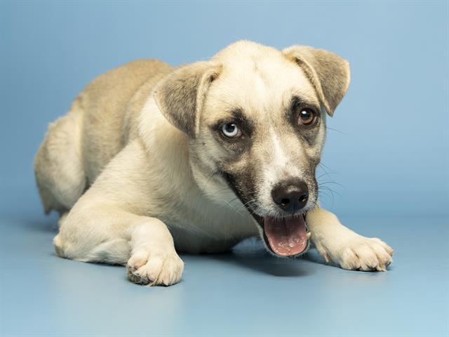 KIERA, Adoptable, Young Female German Shepherd Dog.