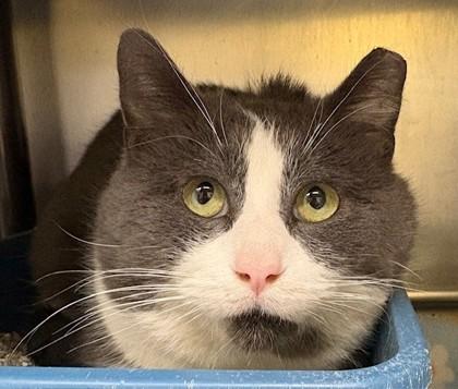 Chopper, Adoptable, Adult Male Domestic Short Hair & Domestic Short Hair.