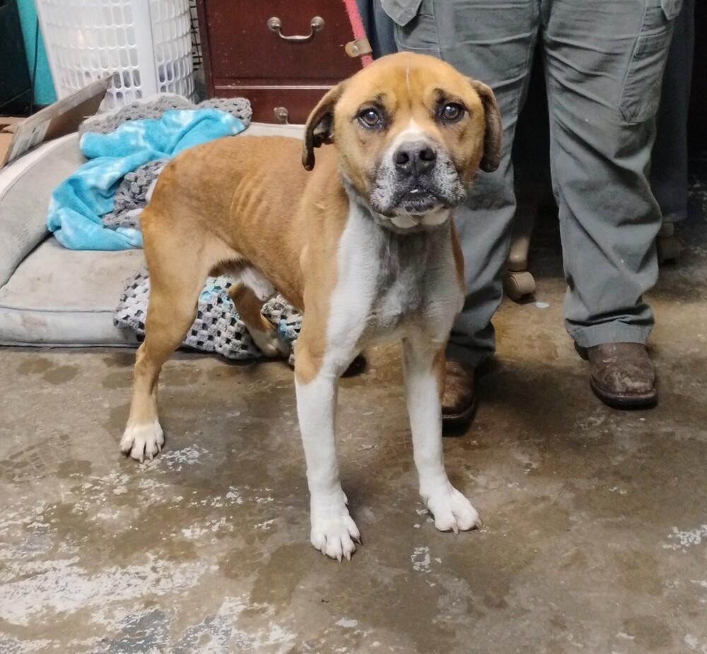 Cliff #9, Adoptable, Senior Male American Bulldog.