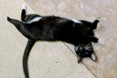 Enlarge Harpo, a Adoptable Tuxedo in Palmyra, VA image 4/6