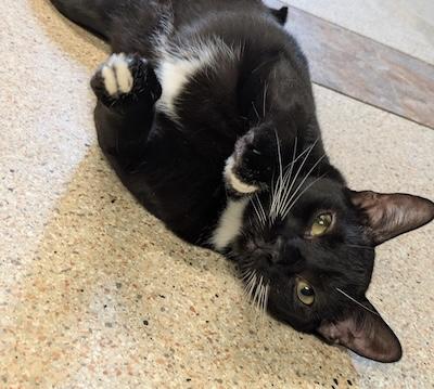Enlarge Harpo, a Adoptable Tuxedo in Palmyra, VA image 1/6