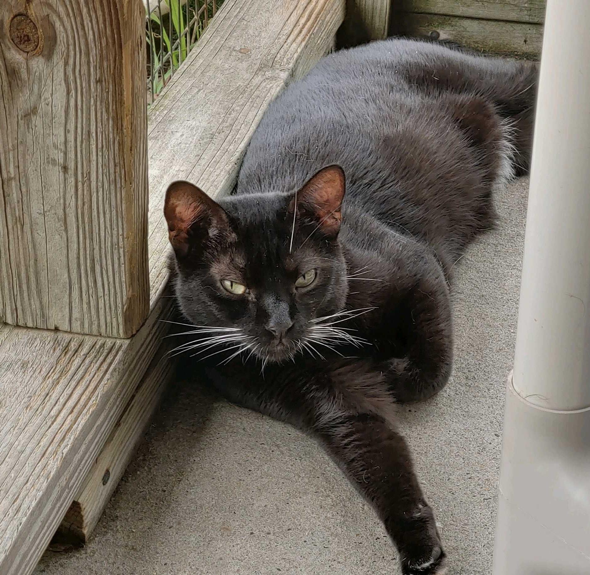 Enlarge Harpo, a Adoptable Tuxedo in Palmyra, VA image 6/6