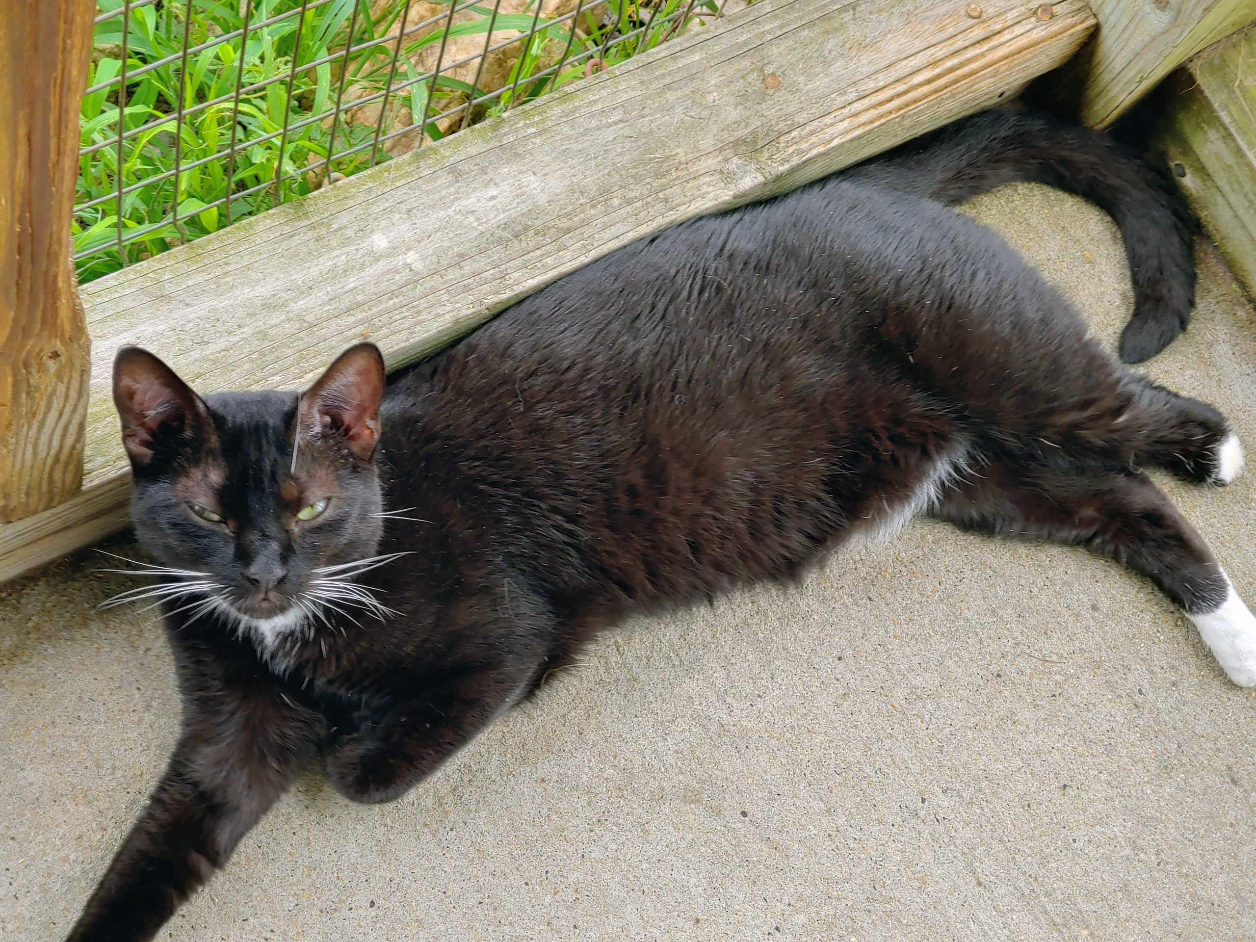 Enlarge Harpo, a Adoptable Tuxedo in Palmyra, VA image 5/6