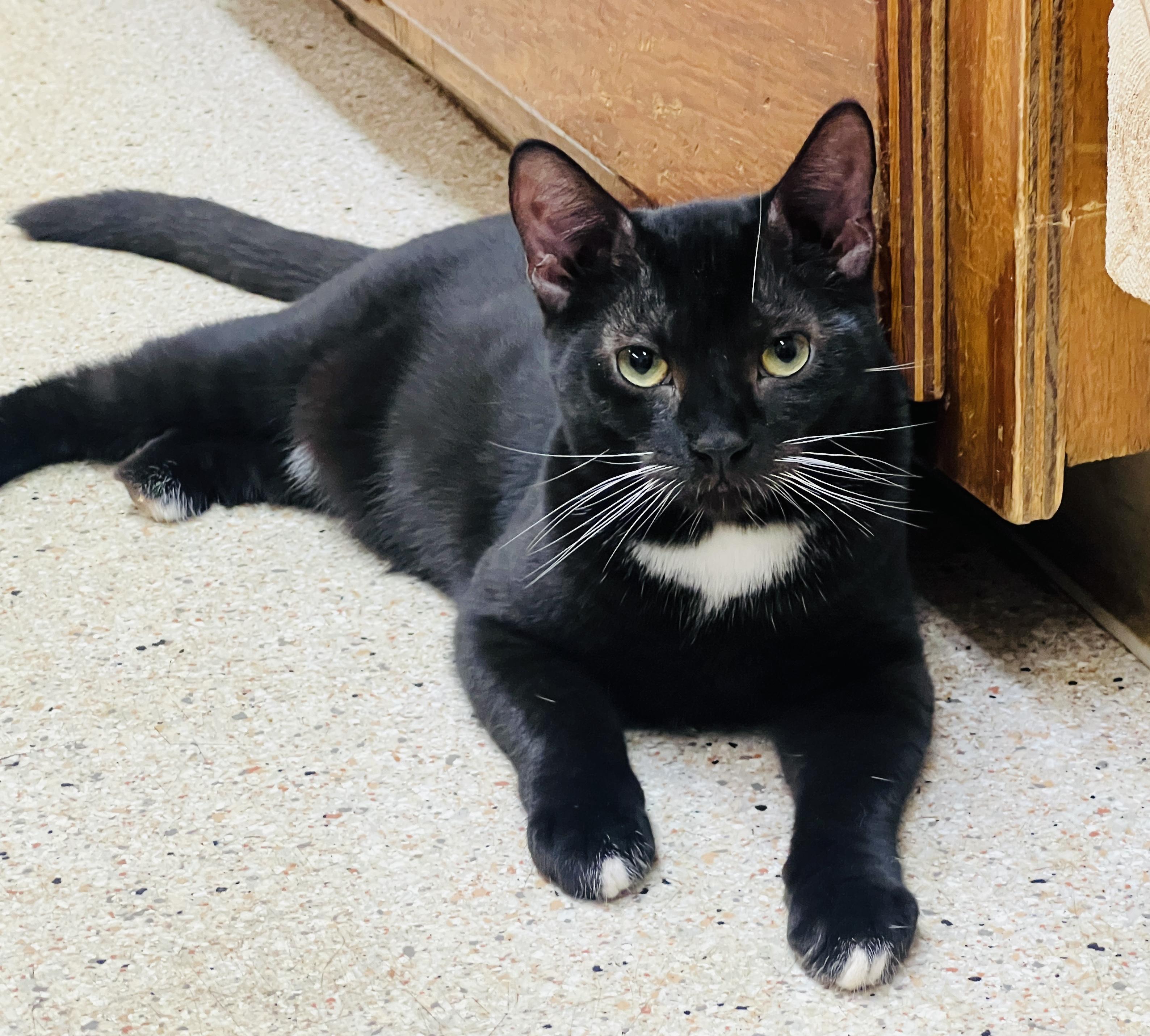 Enlarge Harpo, a Adoptable Tuxedo in Palmyra, VA image 2/6