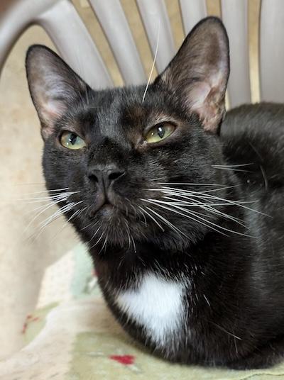 Enlarge Harpo, a Adoptable Tuxedo in Palmyra, VA image 3/6
