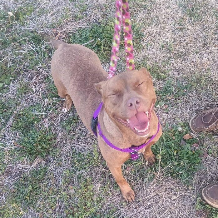 Coco Marie, Adoptable, Adult Female American Staffordshire Terrier & Mixed Breed.