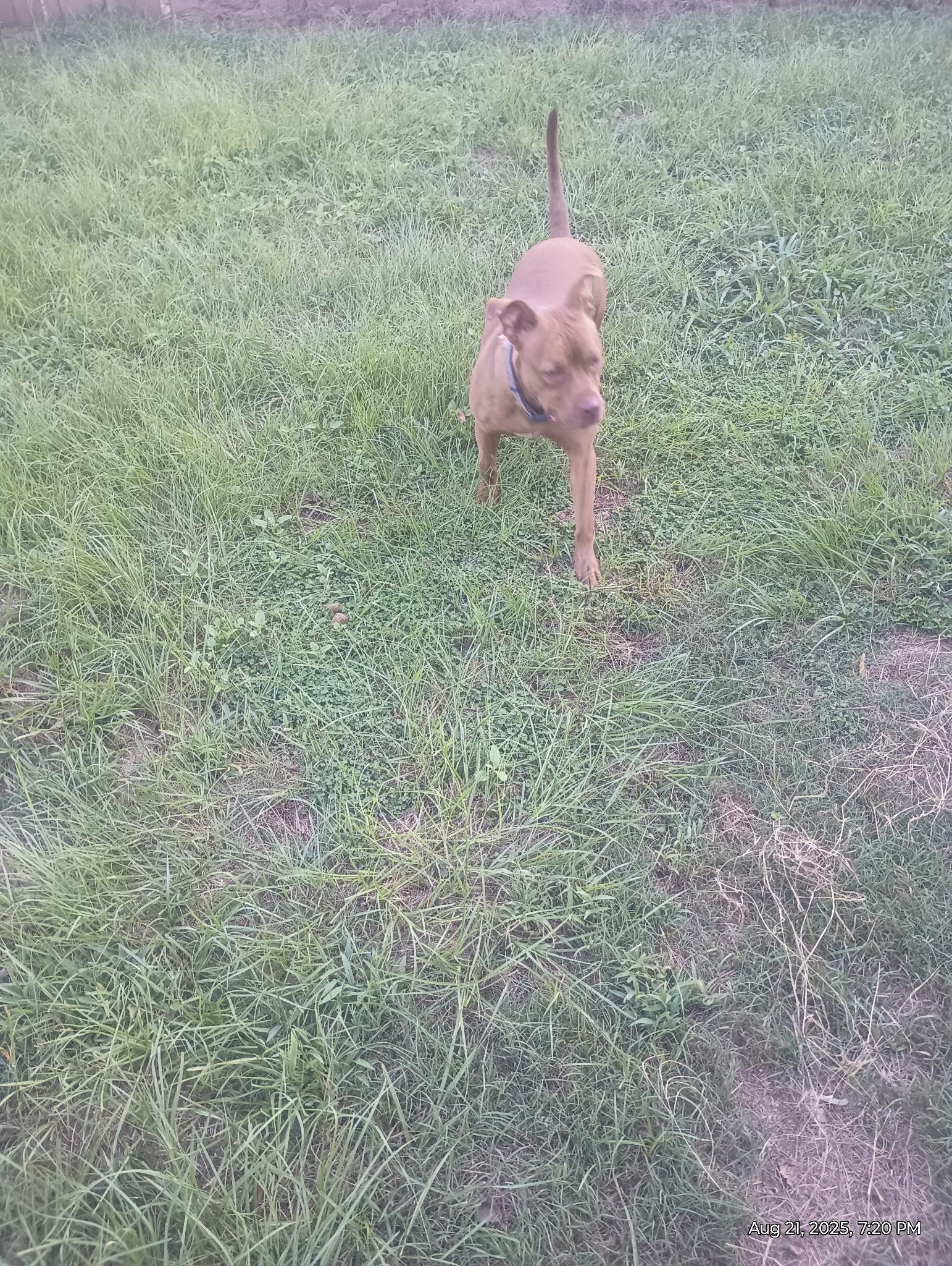 Enlarge Coco Marie, a Adoptable mixed breed in Whitestone, NY image 2/6